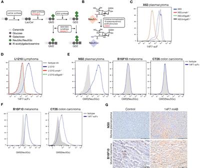 Chimeric antigen receptor T cells targeting the GM3(Neu5Gc) ganglioside